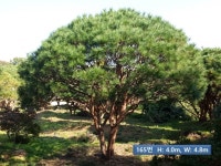 트리디비 - A급 성목 반송소나무(35~50년생) 판매 트리디비(treedb)