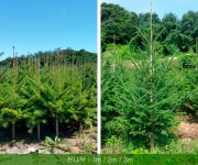 트리디비 - 계수나무, 왕벗나무, 전나무, 칠엽수, 은행 트리디비(treedb)