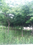 트리디비 - 느티나무, 산수유 급매(농장처분)