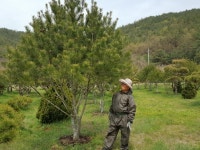 트리디비 - 조경수사진매물 트리디비(treedb)