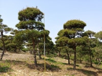 트리디비 - 조형소나무 18-25점대 판매 트리디비(treedb)