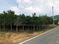 트리디비 - 먼나무, 벗나무외 급매 일괄 정리합니다!!