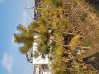 트리디비 - 황금송,황금남송,여송,홍송,농장정리010-3681-5786 트리디비(treedb)