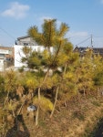 트리디비 - 황금송,황금남송,여송,홍송등,농장정리,010-3681-5786 트리디비(treedb)