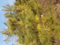 트리디비 - 황금송,황금남송,여송,홍송,농장정리010-3681-5786 트리디비(treedb)