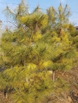 트리디비 - 황금송,황금남송,여송,홍송등,농장정리,010-3681-5786 트리디비(treedb)