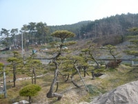 트리디비 - [부산]★해송흑송 H2.0-3,5 * R15-R20 ★ 트리디비(treedb)