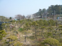 트리디비 - [부산]★해송흑송 H2.0-3,5 * R15-R20 ★ 트리디비(treedb)