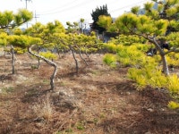 트리디비 - 황금소나무 10~20점 분양 합니다. 트리디비(treedb)