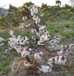 트리디비 - 안수황금송 100만원 트리디비(treedb)