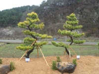 트리디비 - 2014년 가을 --- 안수황금송을 파격가로 판매합니다. --- 우림농원 트리디비(treedb)