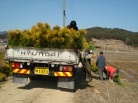 트리디비 - 2014년 가을 --- 황금송을 파격처분합니다. --- 우림농원 트리디비(treedb)