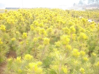 트리디비 - 2014년 가을 --- 황금송을 파격처분합니다. --- 우림농원 트리디비(treedb)