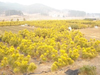 트리디비 - 2014년 가을 --- 안수황금송 묘목을 파격처분합니다. --- 우림농원 트리디비(treedb)