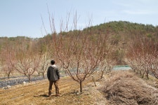 트리디비 - 왕벚,매실,이팝나무 트리디비(treedb)