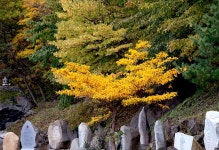 사계 - 새소리 작은 도서관 비목나무