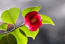 테마 - 1