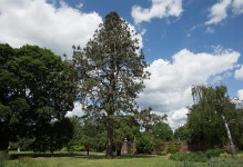 식물원 - 소나무류 4