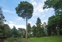 식물원 - 소나무류 3