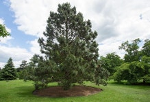 식물원 - 소나무류 1