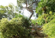 식물원 - 페네아소나무