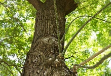 식물원 - 회화나무