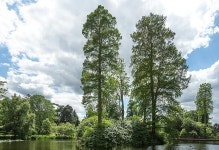 식물원 - 호수와 나무