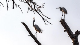 사진담기 - 해질녘 중대백로 1