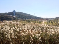사진담기 - 군산에 있는 습지생태공원을 찍은 사진입니다.