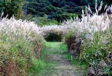 생태원 - 들풀 억새길 1