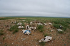 센베노 몽골 - 매니아들의 소셜여행, 스투비플래너 센베노 몽골 - squelette님의 여행앨범