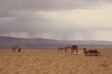 센베노 몽골 - 매니아들의 소셜여행, 스투비플래너 센베노 몽골 - squelette님의 여행앨범