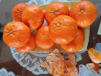 [제주농협조합공동사업법인/산지직송] 레드향 2.5kg  - 이마트몰, 당신과 가장 가까운 이마트 [제주농협조합공동사업법인/산지직송] 레드향 2.5kg 