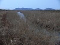 자작찌 > 대호만 줄기따라~~ : 낚시사랑