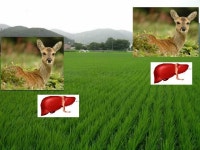 월드 오브 워크래프트 인벤 : 노루간논~~~~~~~~~~~~~~~~~~~ - 와우 인벤 노르간논 게시판