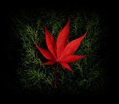 메이플스토리 인벤 : 첫 구만랩을 찍었네요! - 메이플스토리 인벤 자유게시판 메이플스토리 인벤 : 첫 구만랩을 찍었네요!
