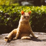 웹진 인벤 : 여시한테 잘 어울리는 법전 - 오픈이슈갤러리