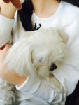 리그오브레전드 인벤 : 멍뭉이 - LOL 인벤 자유 게시판2