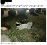 웹진 인벤 : 내친구 복순이 - 오픈이슈갤러리