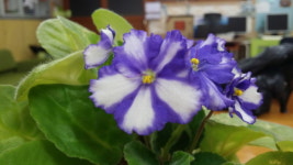 IT 인벤 인벤 : 쓸만한 타블렛 추천좀 해주세요. - IT인벤 견적 게시판 IT 인벤 인벤 : 쓸만한 타블렛 추천좀 해주세요.