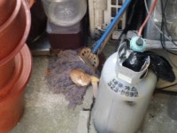 리그오브레전드 인벤 : 청소하러 밖에나갓는데 커여운고내이 잇당... 게시판2 리그오브레전드 인벤 : 청소하러 밖에나갓는데 커여운고내이 잇당