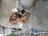 리그오브레전드 인벤 : 청소하러 밖에나갓는데 커여운고내이 잇당... 게시판2 리그오브레전드 인벤 : 청소하러 밖에나갓는데 커여운고내이 잇당