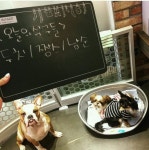 웹진 인벤 : 이경규가 강남에 차린 애견까페 - 오픈이슈갤러리 웹진 인벤 : 이경규가 강남에 차린 애견까페