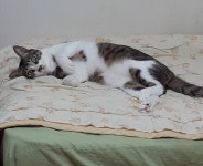 퍼즐앤드래곤 인벤 : 스쿨드팟 육성중인 무갓금유접니다ㅋ - 퍼즐앤드래곤 인벤 자유게시판 퍼즐앤드래곤 인벤 : 스쿨드팟 육성중인... 