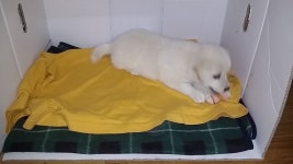 히어로즈 오브 더 스톰 인벤 : 강아지좀 데려가실분 ㅠㅠ - 히어로즈 인벤 자유게시판 히어로즈 오브 더 스톰 인벤 : 강아지좀 데려가실분 ㅠㅠ