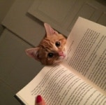 테라(TERA) 인벤 : 섬광 무기!! - 테라 인벤 자유게시판 테라(TERA) 인벤 : 섬광 무기!!