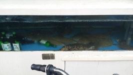 퍼즐앤드래곤 인벤 : 흔한횟집.jpg - 퍼즐앤드래곤 인벤 자유게시판 퍼즐앤드래곤 인벤 : 흔한횟집.jpg