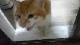 리그오브레전드 인벤 : 야심한 새벽 야짤 - LOL 인벤 자유 게시판 리그오브레전드 인벤 : 야심한 새벽 야짤