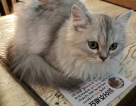 월드 오브 워크래프트 인벤 : 고양이 카페에서 와우하면 - 와우 인벤 통합 전장 게시판 월드 오브 워크래프트 인벤 : 고양이 카페에서 와우하면