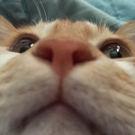 디아블로3 인벤 : 우리집 막둥이 보고가세요. - 디아블로3 인벤 자유게시판 디아블로3 인벤 : 우리집 막둥이 보고가세요.
